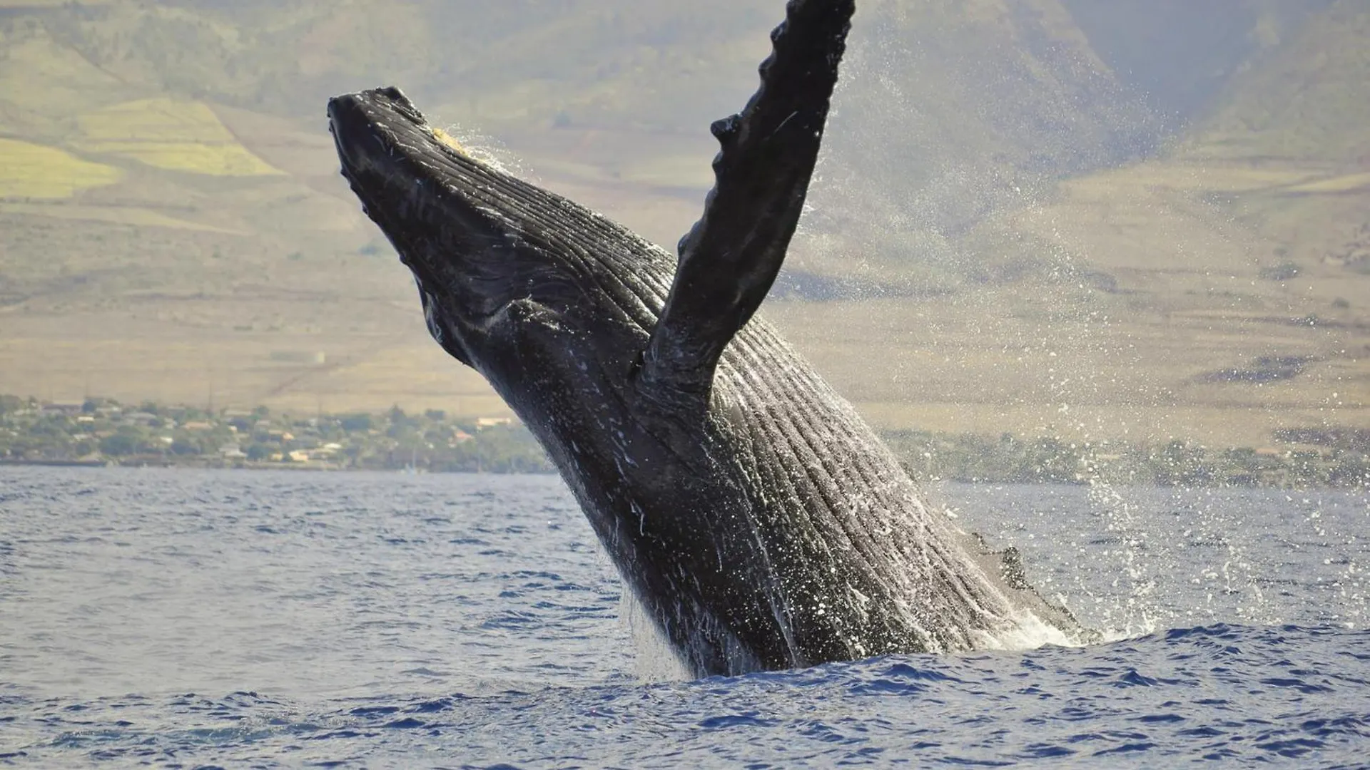 Royal Kahana 616